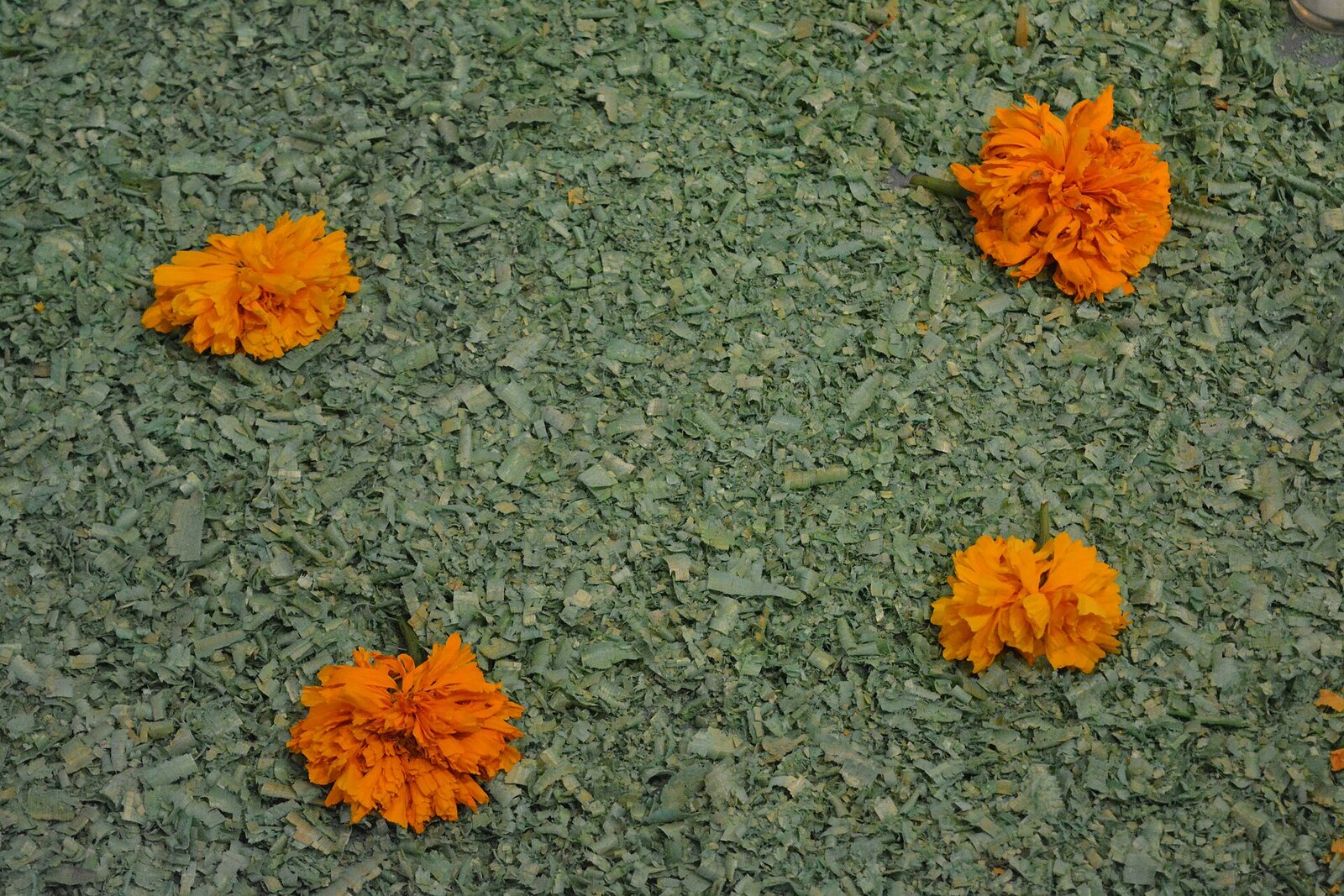Flores de cempasúchil colocadas sobre una ofrenda de Día de Muertos